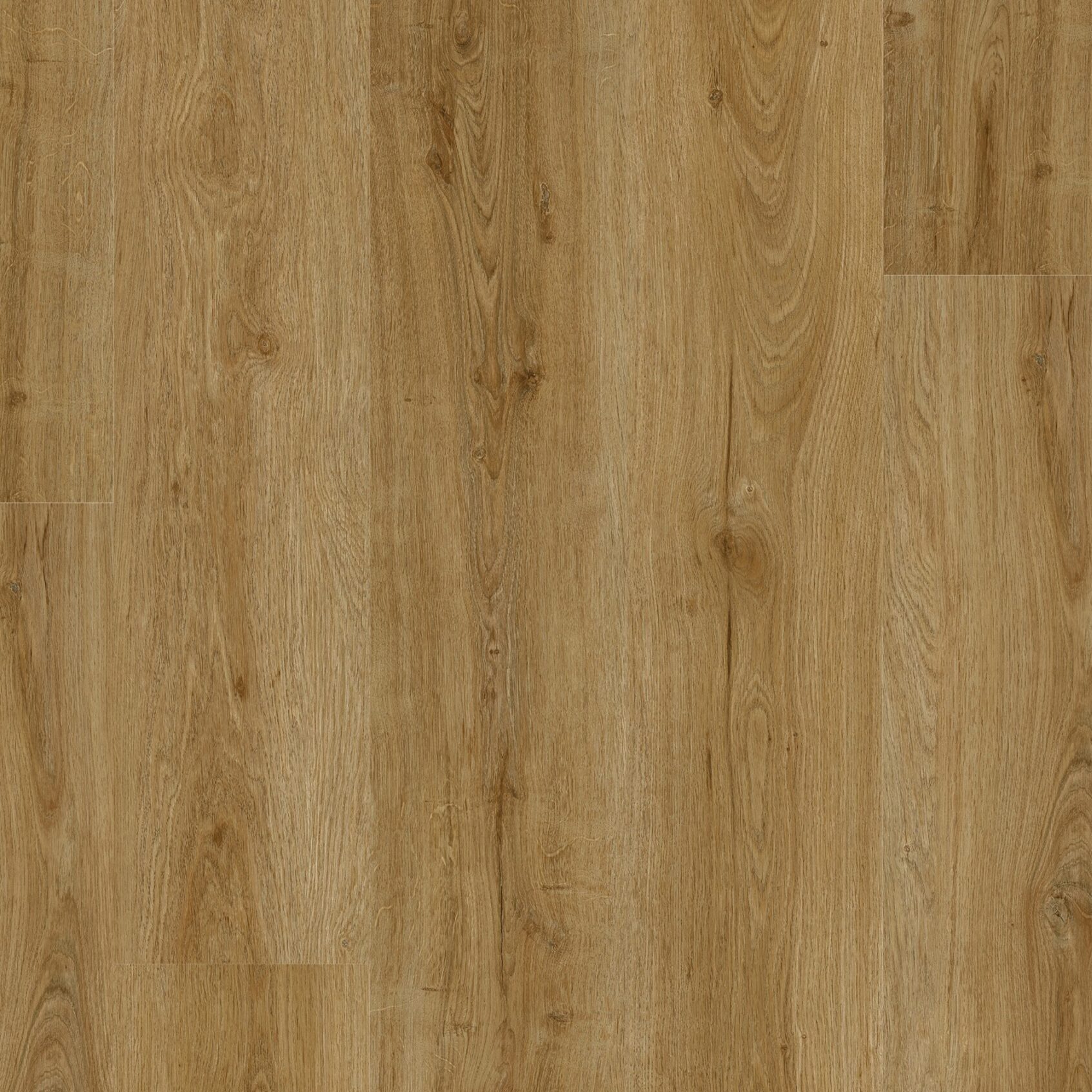 Quercia Savoia 18,11 x 121,92